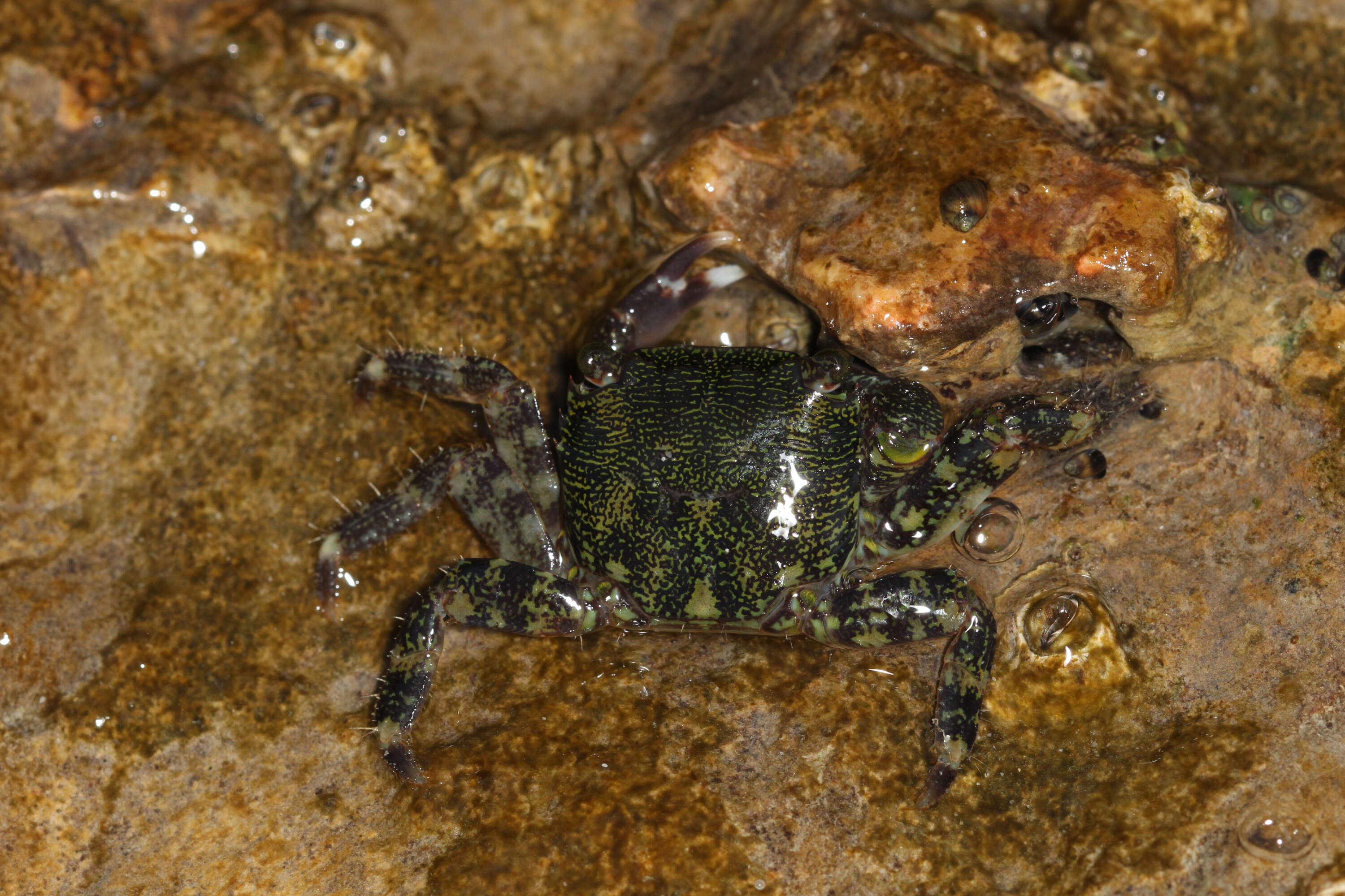 Image of marbled rock crab