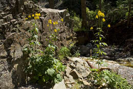 Image of cutleaf coneflower