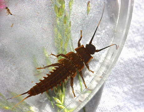 Image of Knobbed Salmonfly