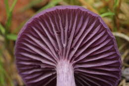 Image of Laccaria amethystina Cooke 1884