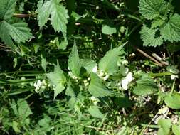 Image of white deadnettle