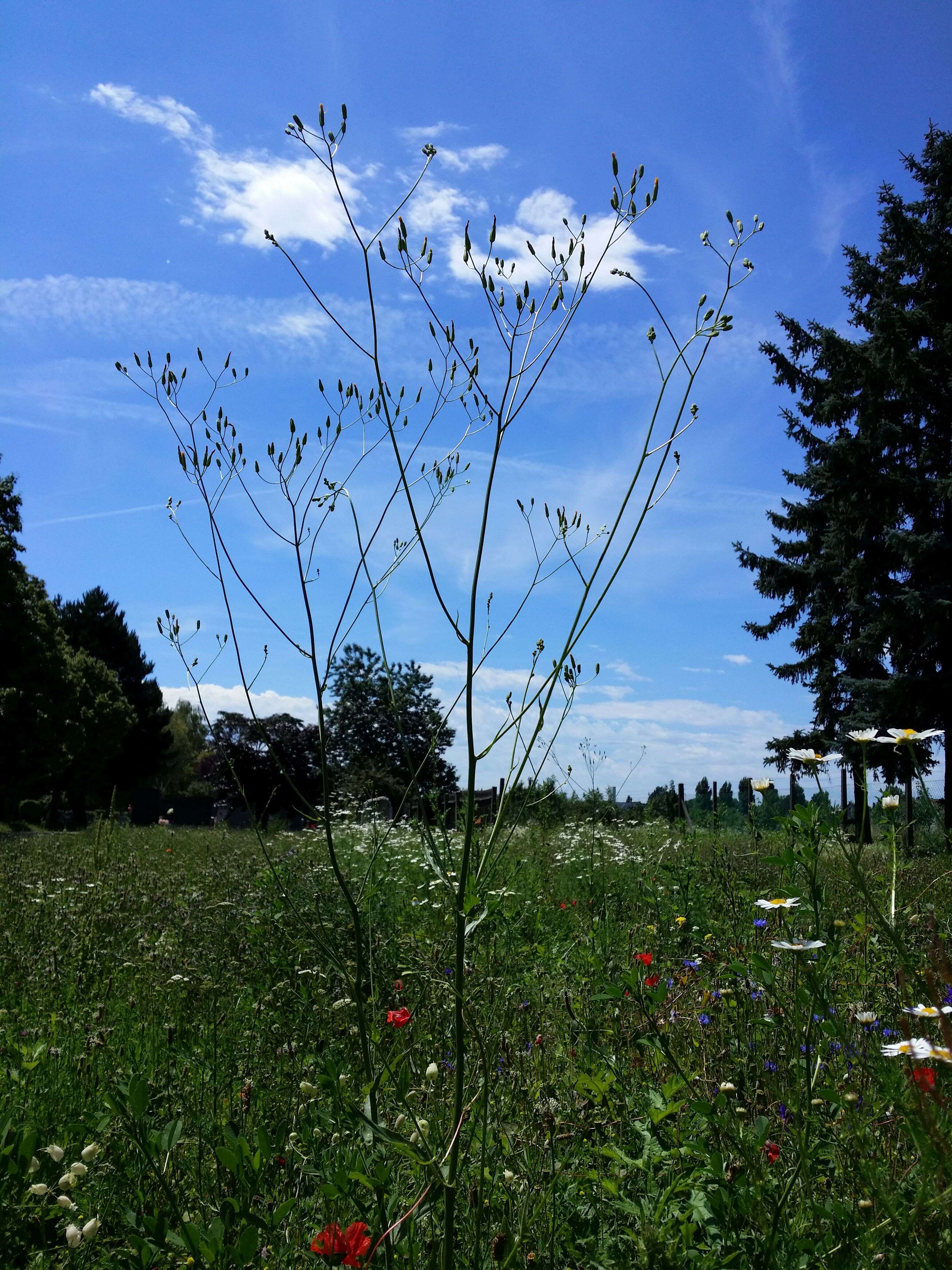 Image of smallflower hawksbeard