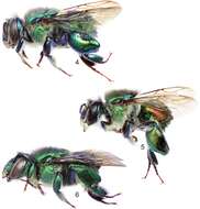 Image of orchid bee