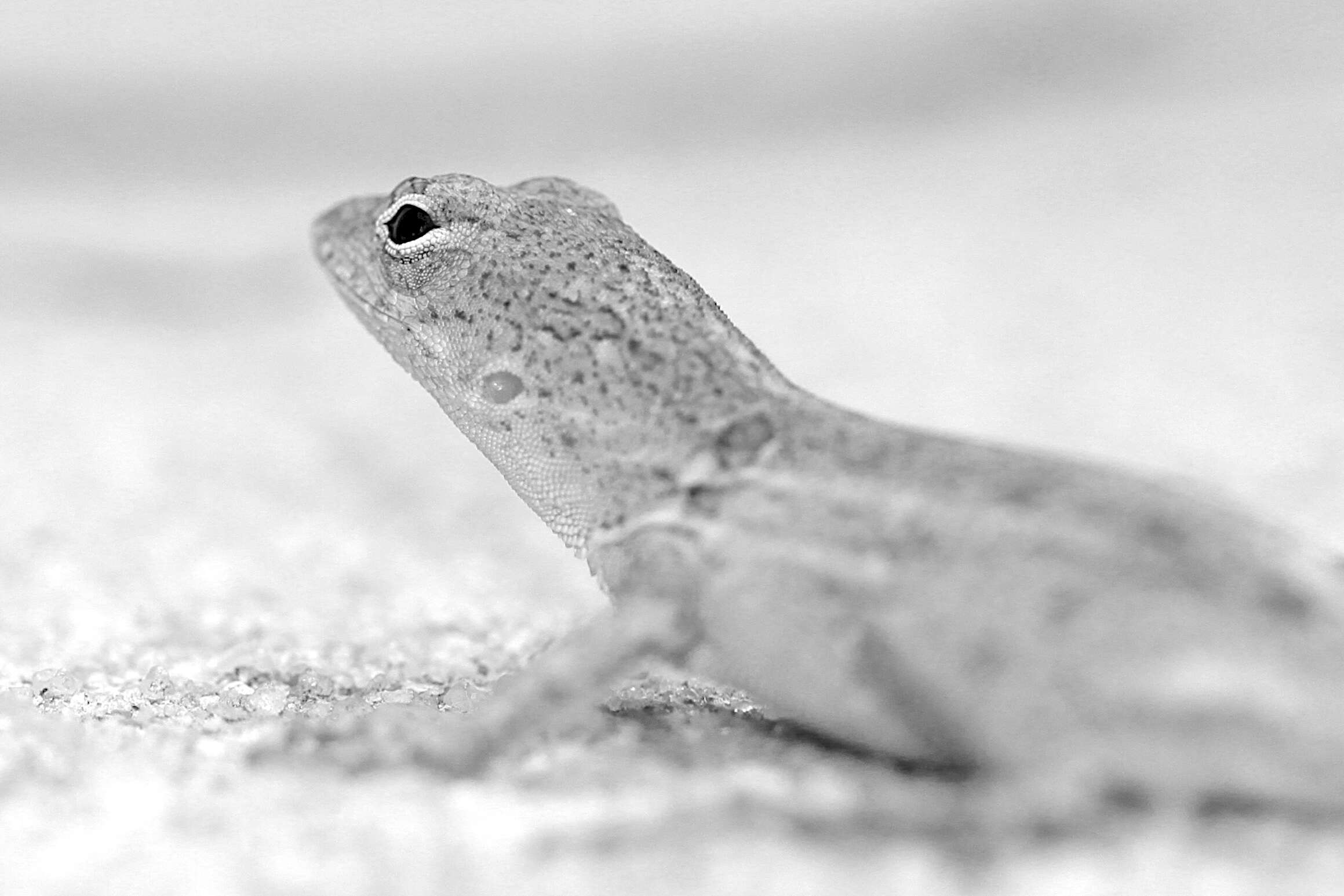 Image of Bahaman brown anole