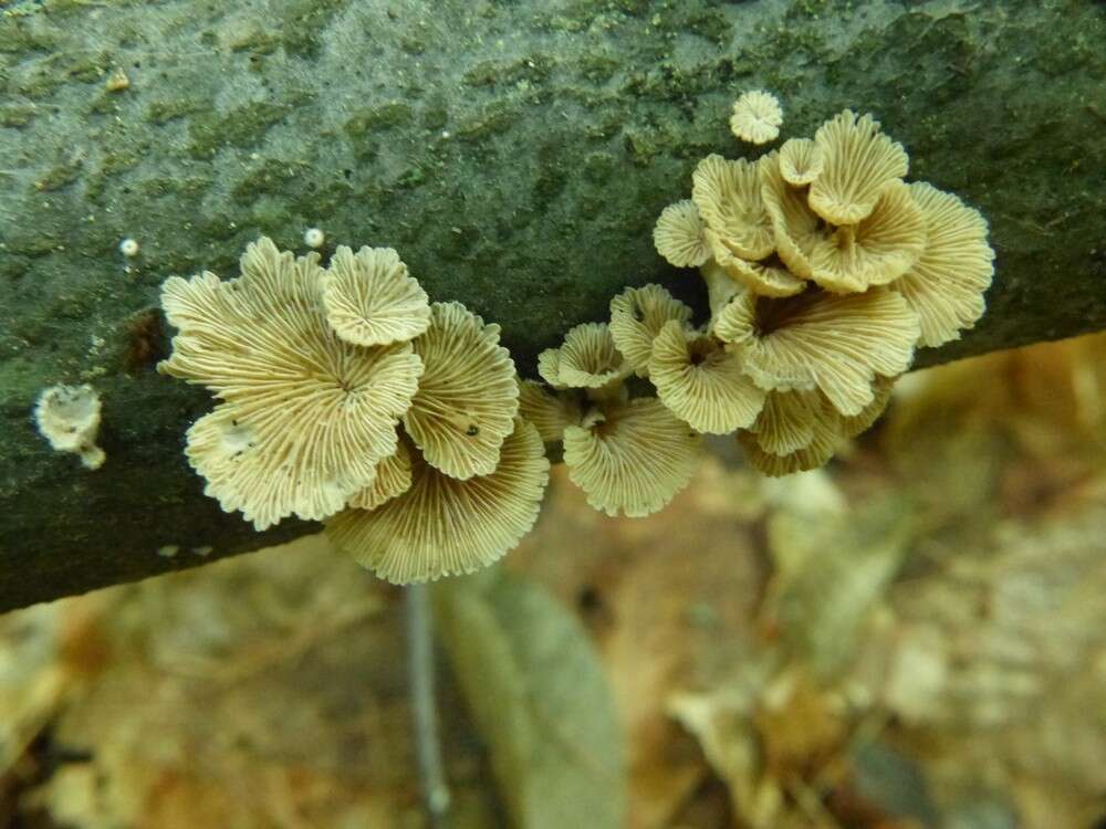 Image of Schizophyllum