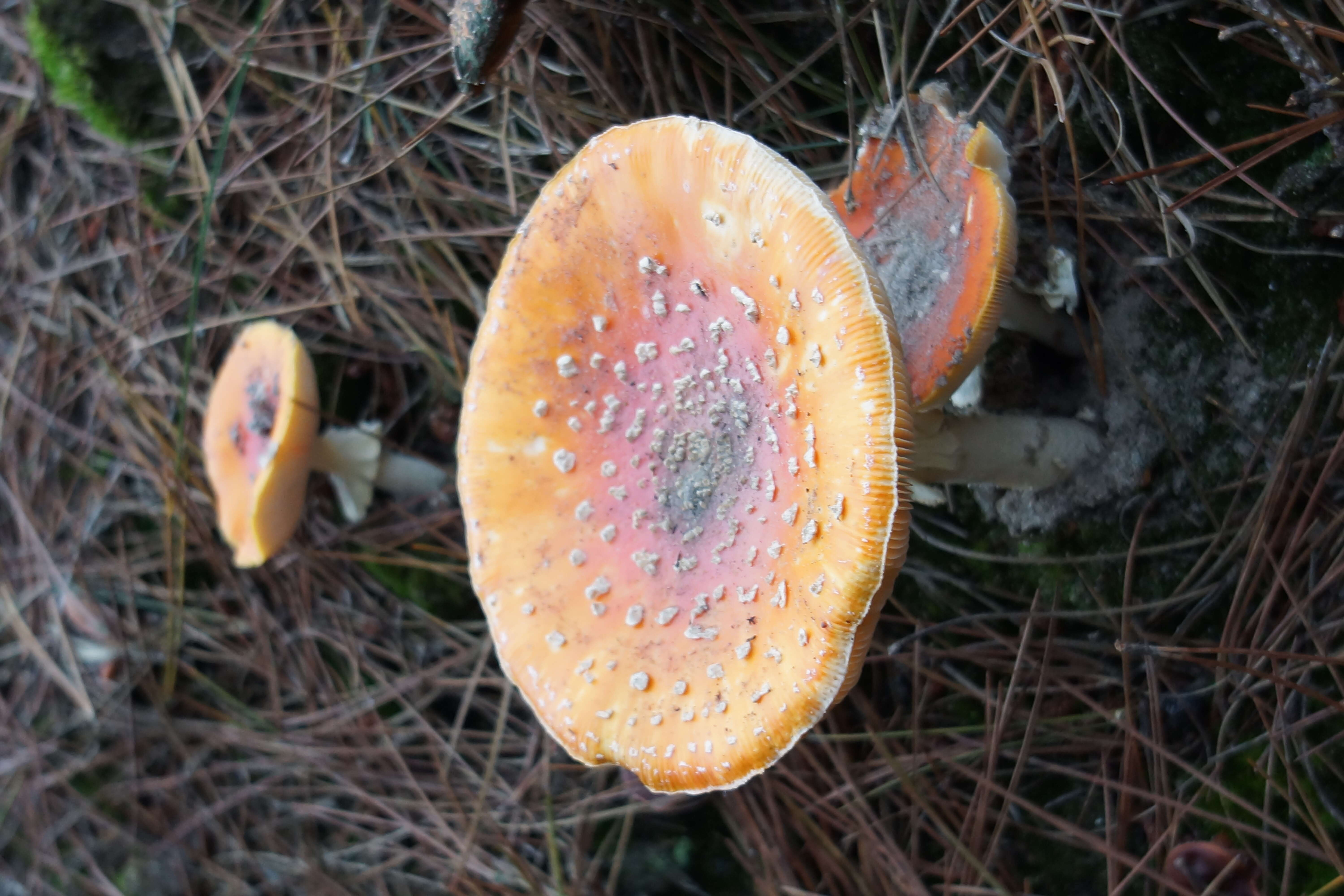 Image of Fly agaric