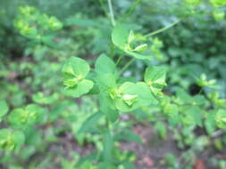 Image of sweet spurge