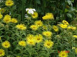 Image of Hooker's inula