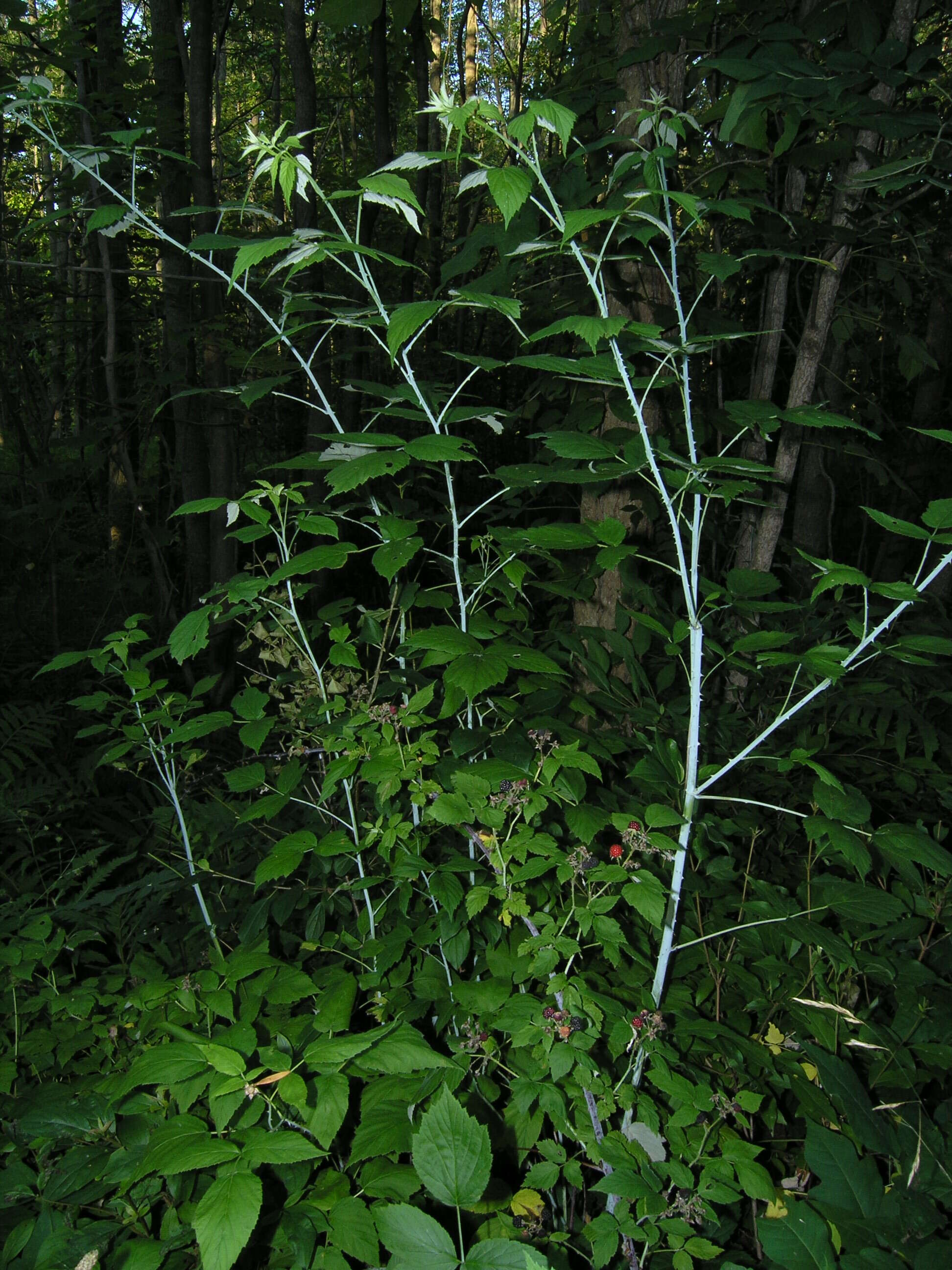 Image of black raspberry