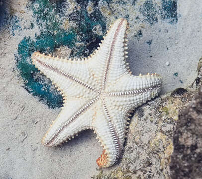 Image of Red cushion sea star