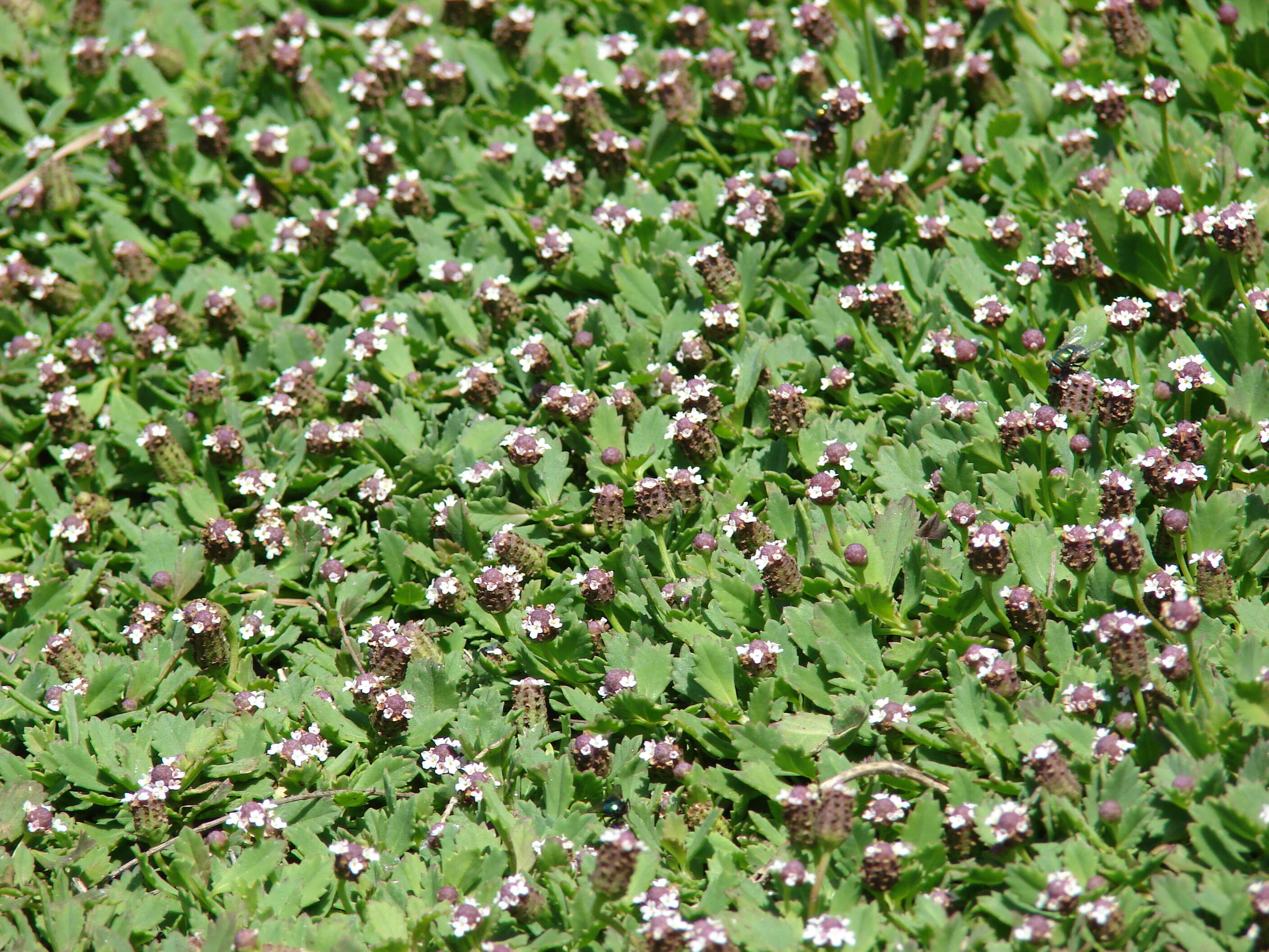 Plancia ëd Phyla nodiflora (L.) Greene