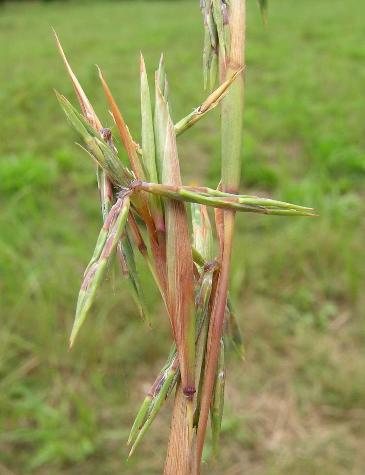 صورة Cymbopogon refractus (R. Br.) A. Camus