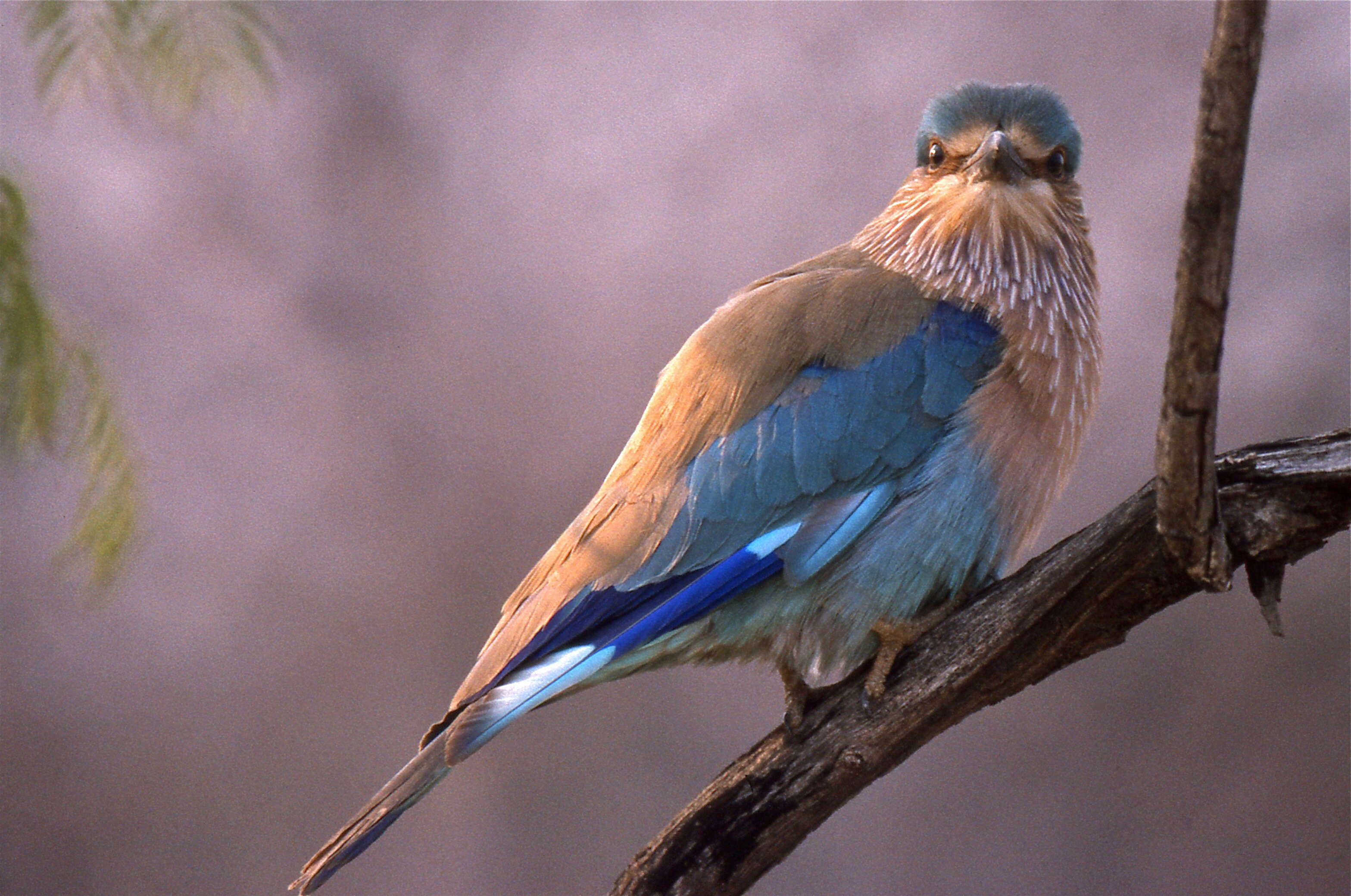 Image of Indian Roller