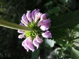 Image of tuberous Jerusalem sage