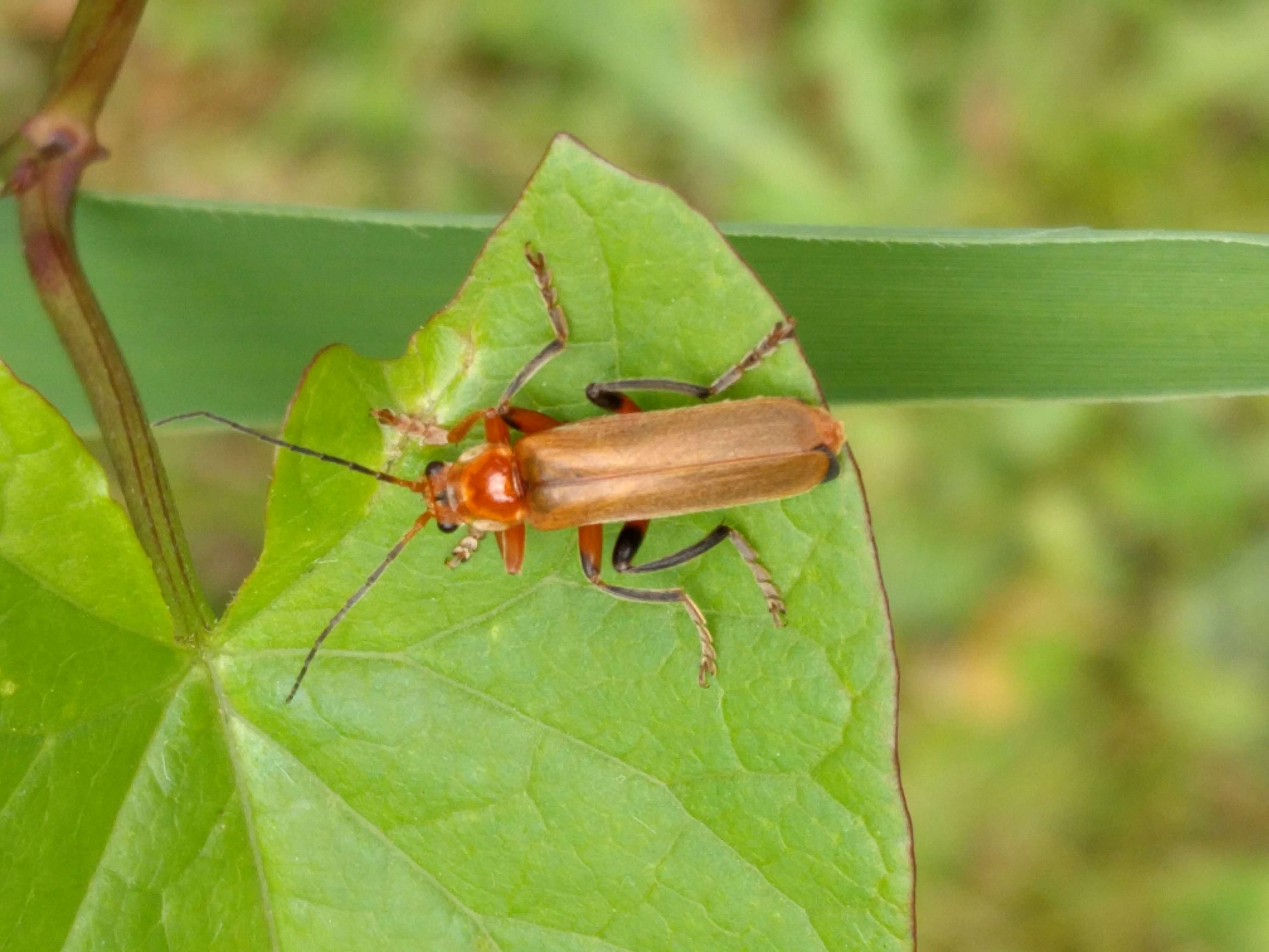 Image of Cantharis livida