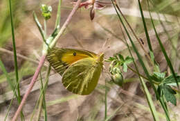 Image of Orange Sulphur