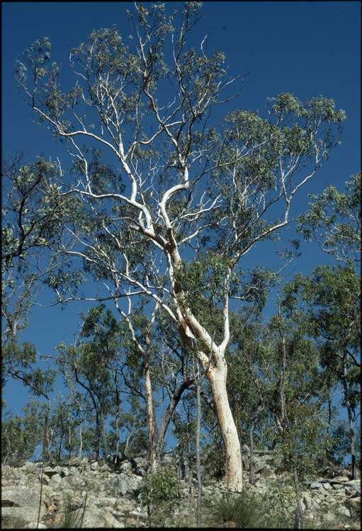 Слика од Eucalyptus pachycalyx Maiden & Blakely