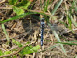 Image of Keeled Skimmer