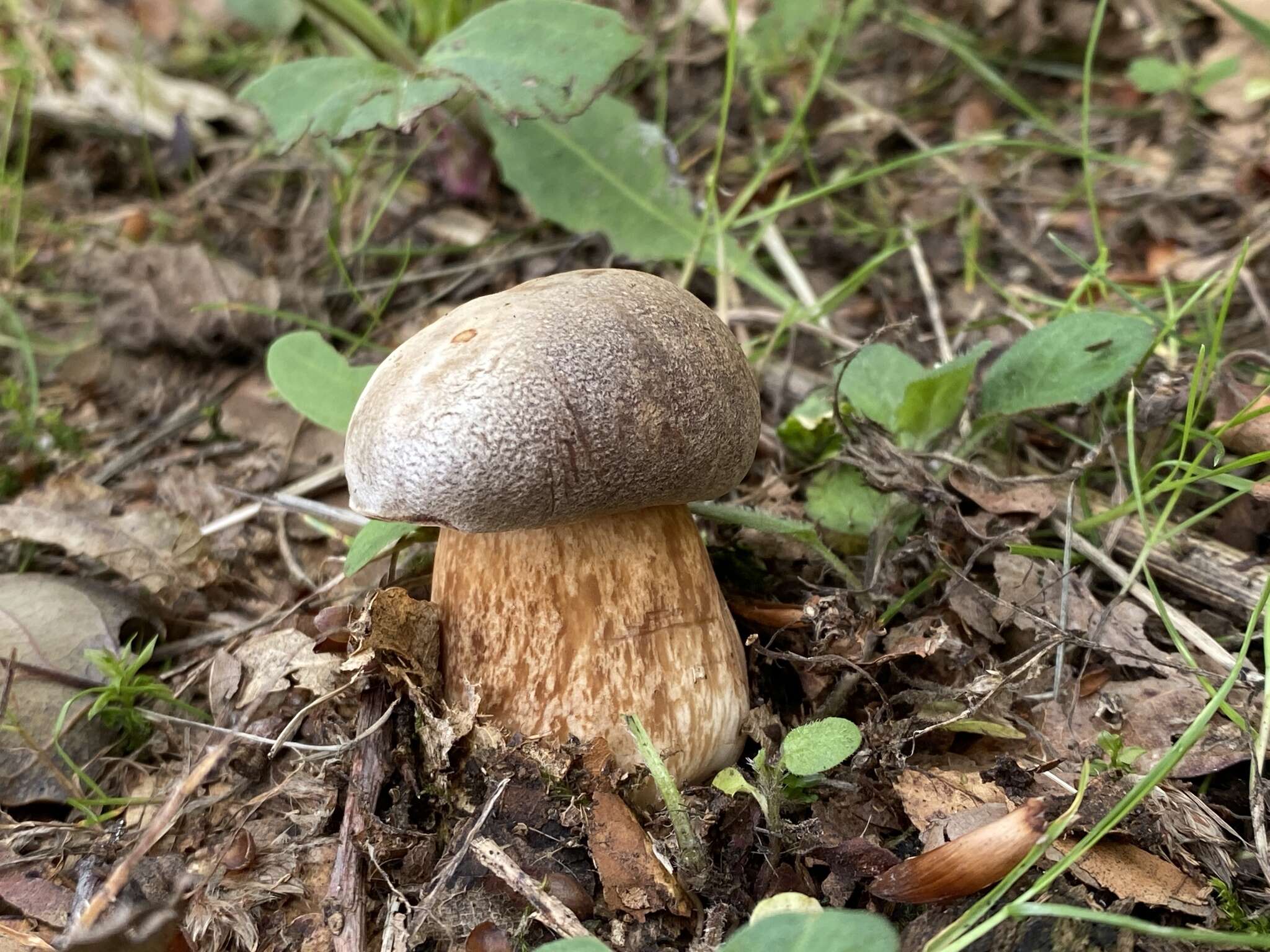 Image of Boletus aereus Bull. 1789