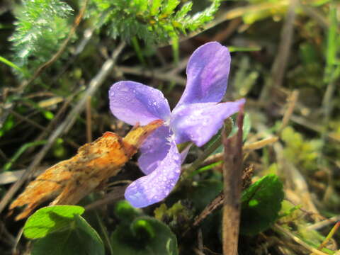 Image of sweet violet