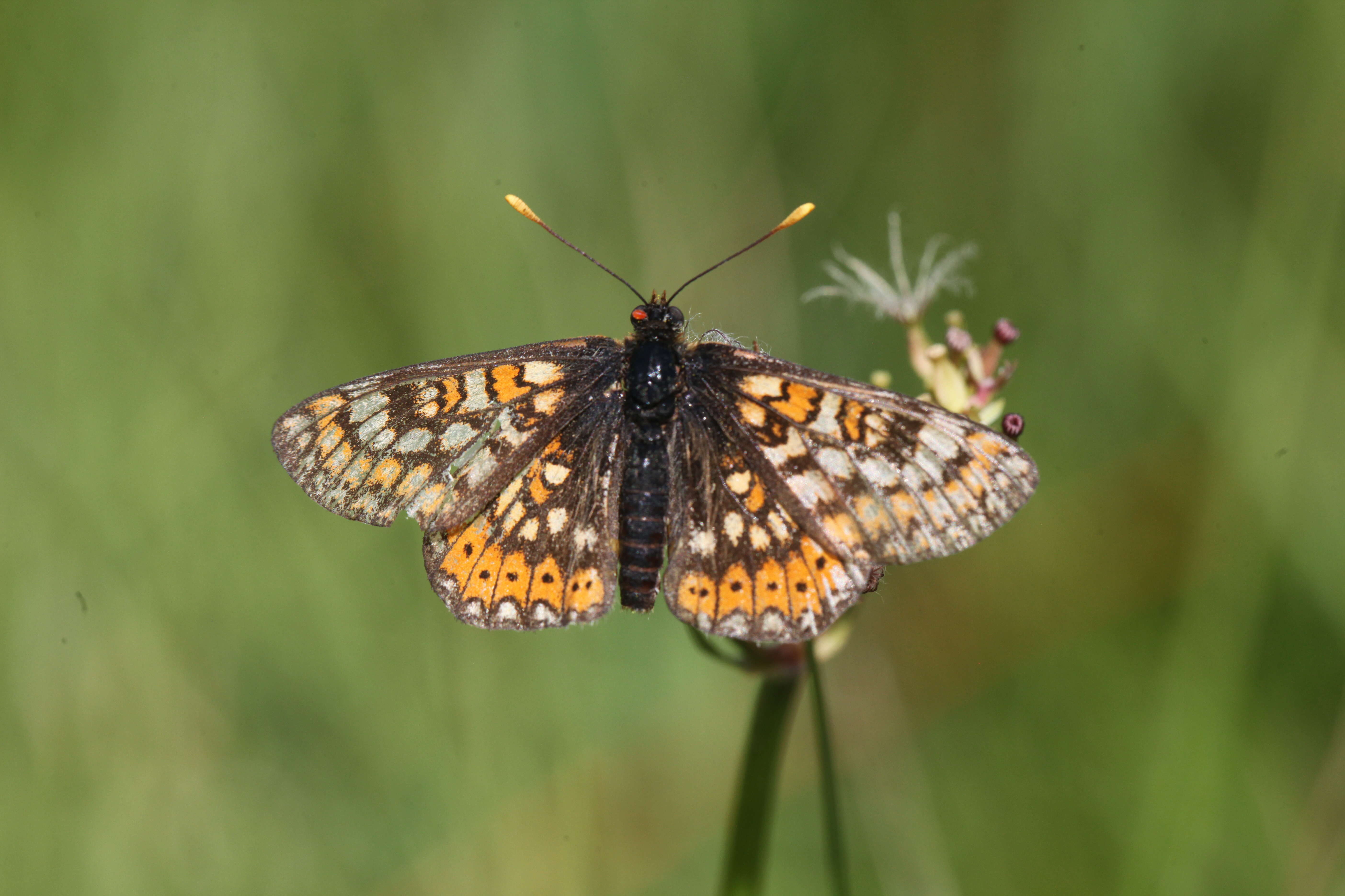 Image of Euphydryas aurinia