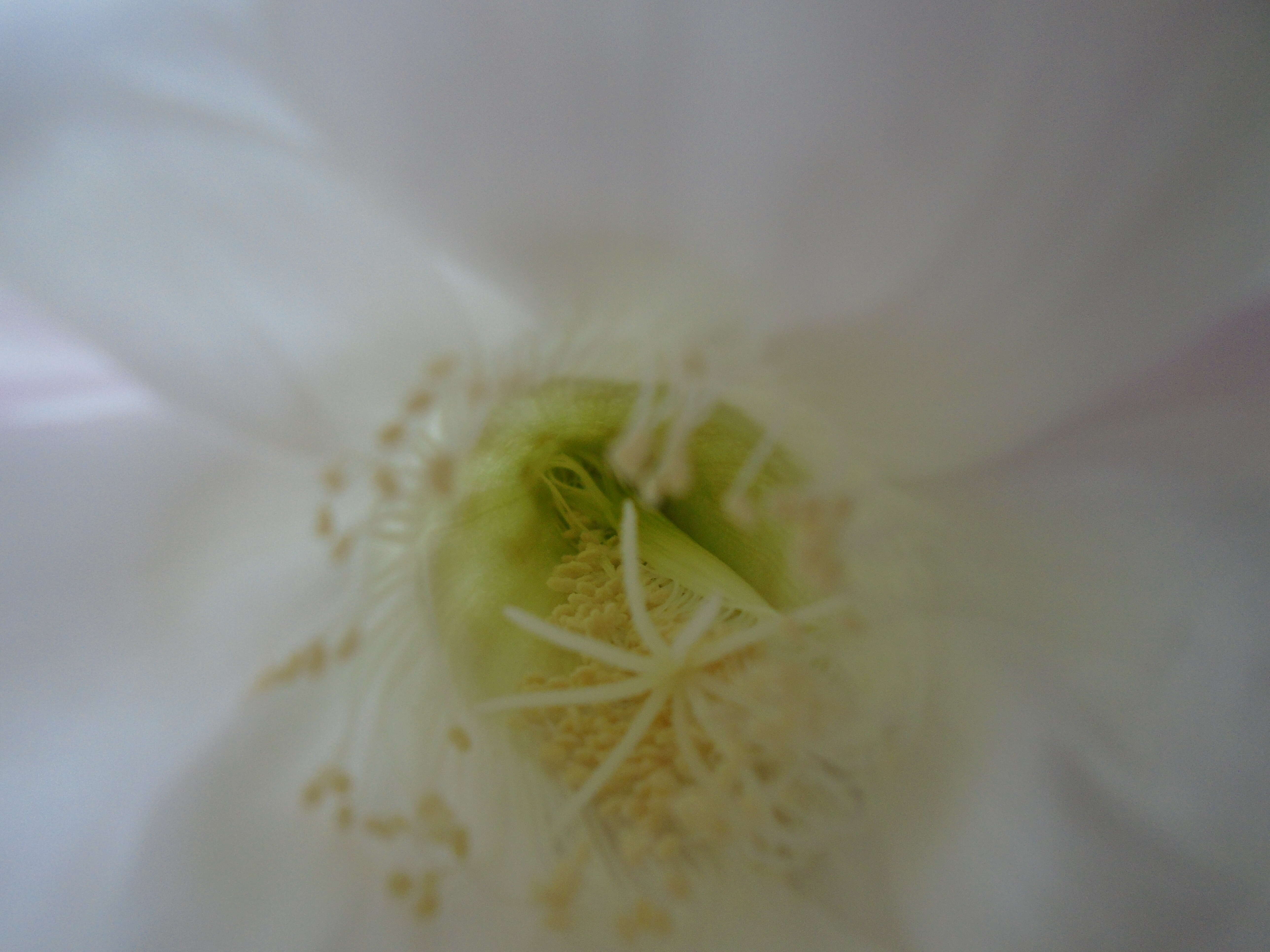 Echinopsis tubiflora resmi