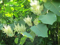 Plancia ëd Reynoutria sachalinensis (Friedrich Schmidt Petrop.) Nakai