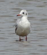 Image of Black-headed Gull