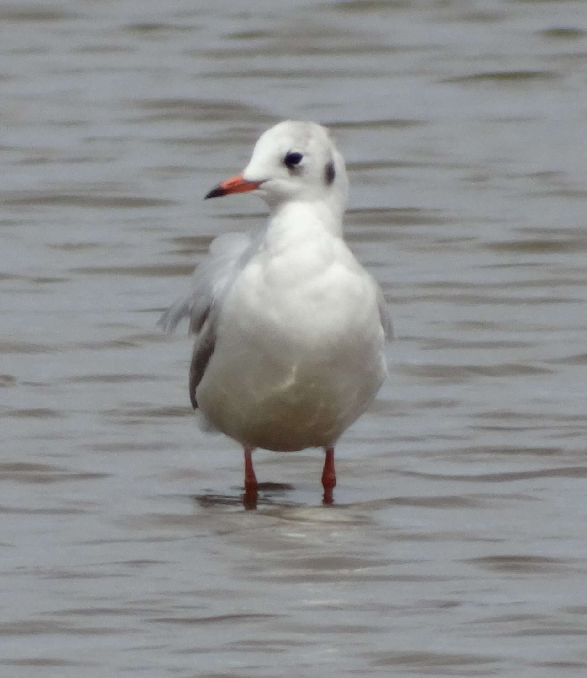 Image of Black-headed Gull