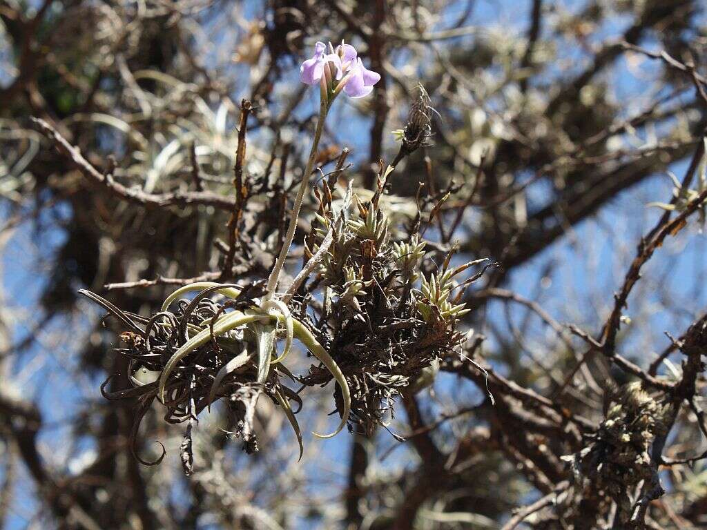 Image of Tillandsia reichenbachii Baker