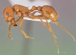 Image of Large Seed Harvesting Ant