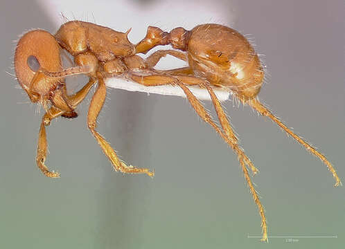 Image of Large Seed Harvesting Ant