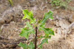 Image of Holy Mangrove