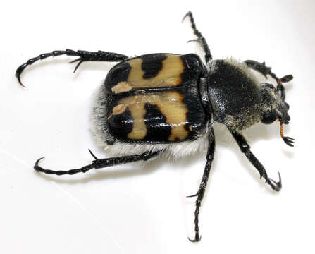 Image of Bee beetle