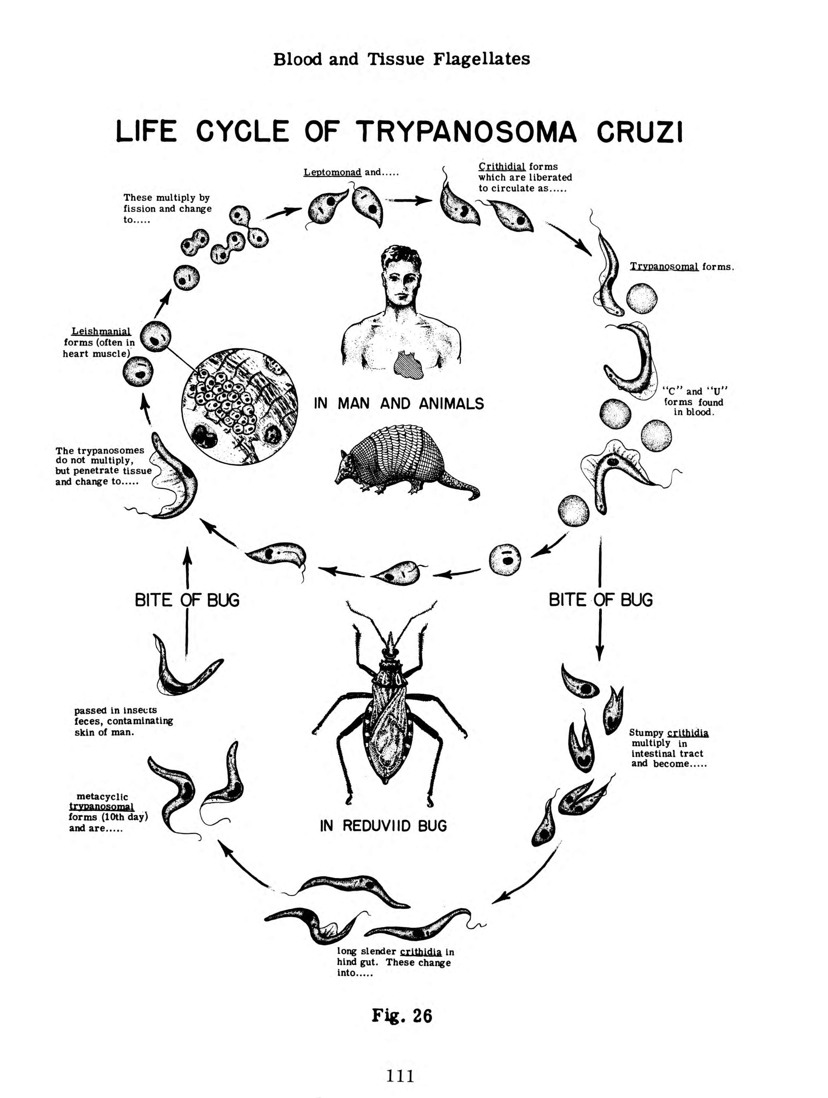 Image de Trypanosoma subgen. Schizotrypanum