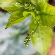 Image of dog's mercury