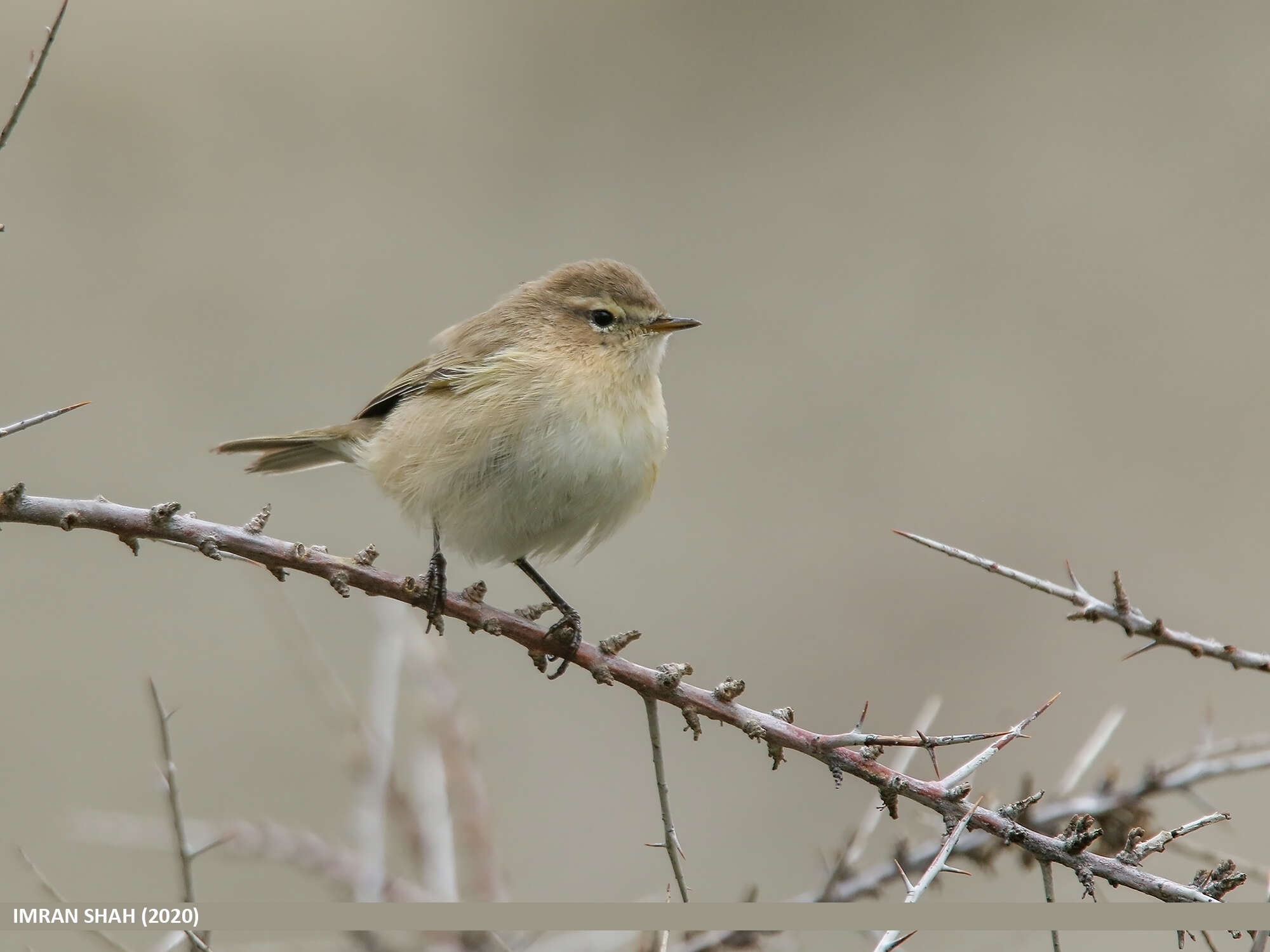 Image of Siberian Chiffchaff