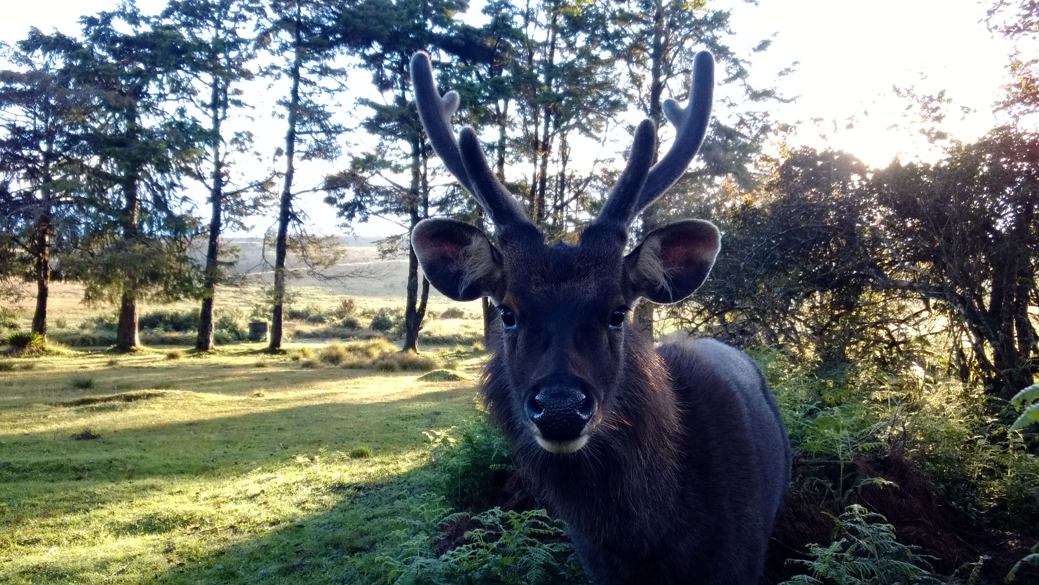 Image of Sri Lankan sambar deer