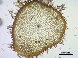 Image de Climacium dendroides Weber & D. Mohr 1804