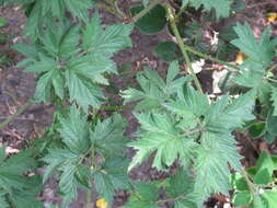 Image of cut-leaved bramble