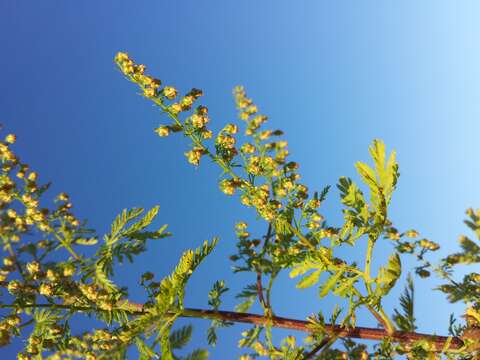 Image of sweet sagewort