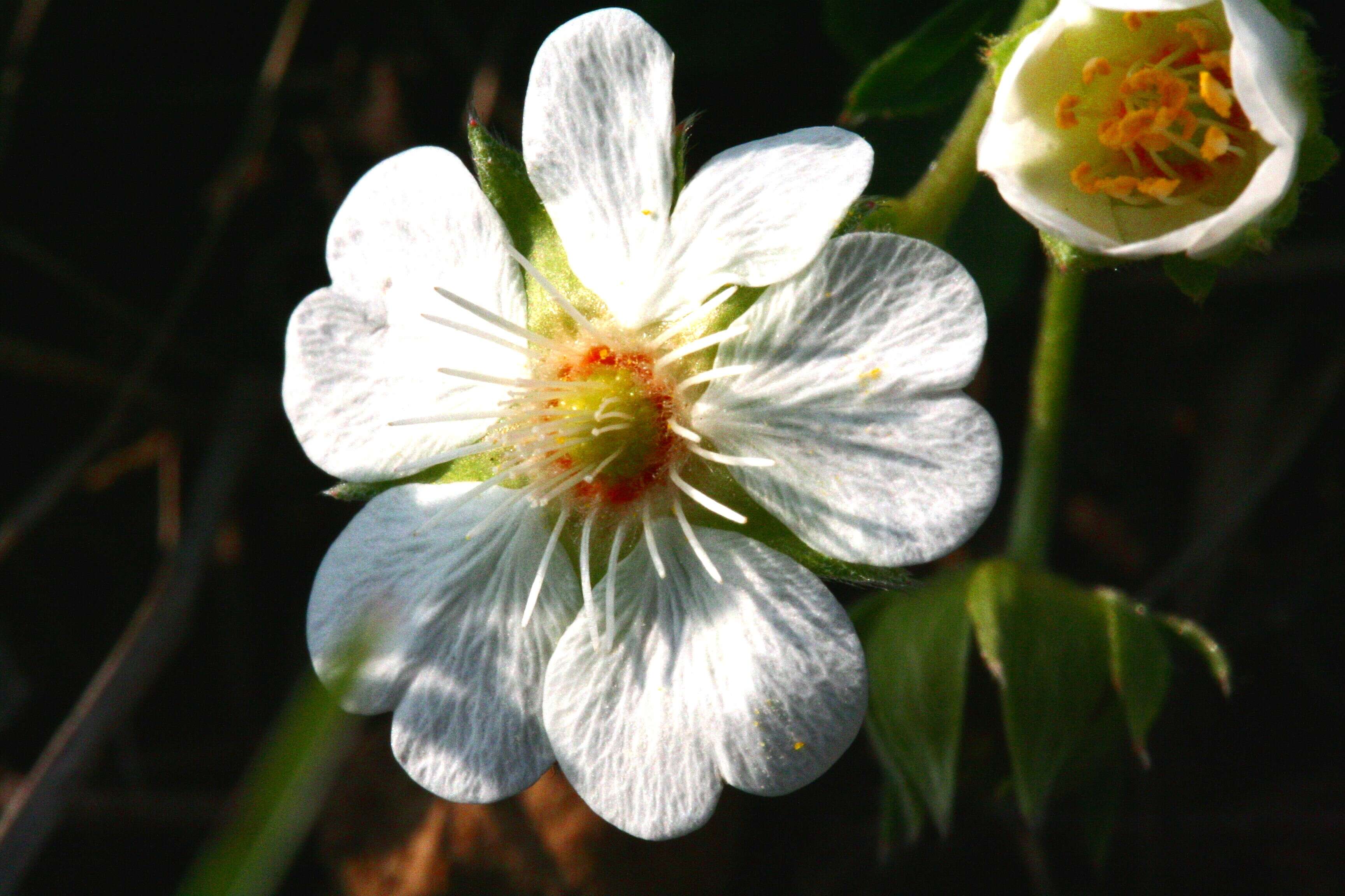 Image of White Cinquefoil