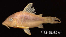 Image of Corydoras seussi Dinkelmeyer 1996