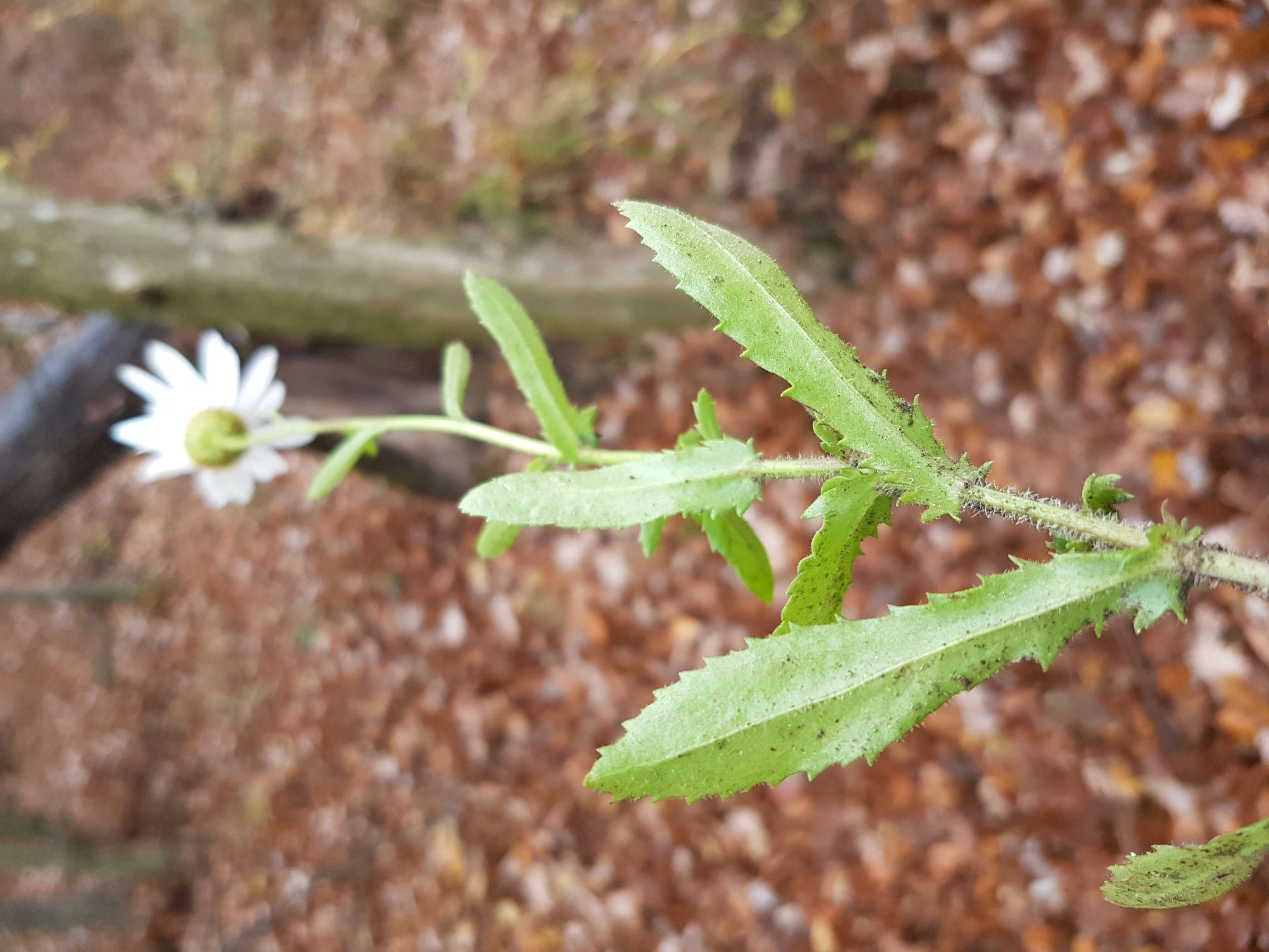 صورة Leucanthemum ircutianum (Turcz.) DC.