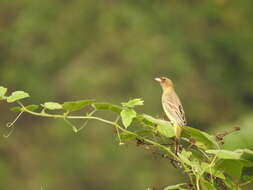 Image of Brown-headed Bunting