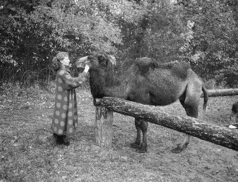 Image of Bactrian camel