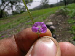 Glycine tabacina (Labill.) Benth. resmi