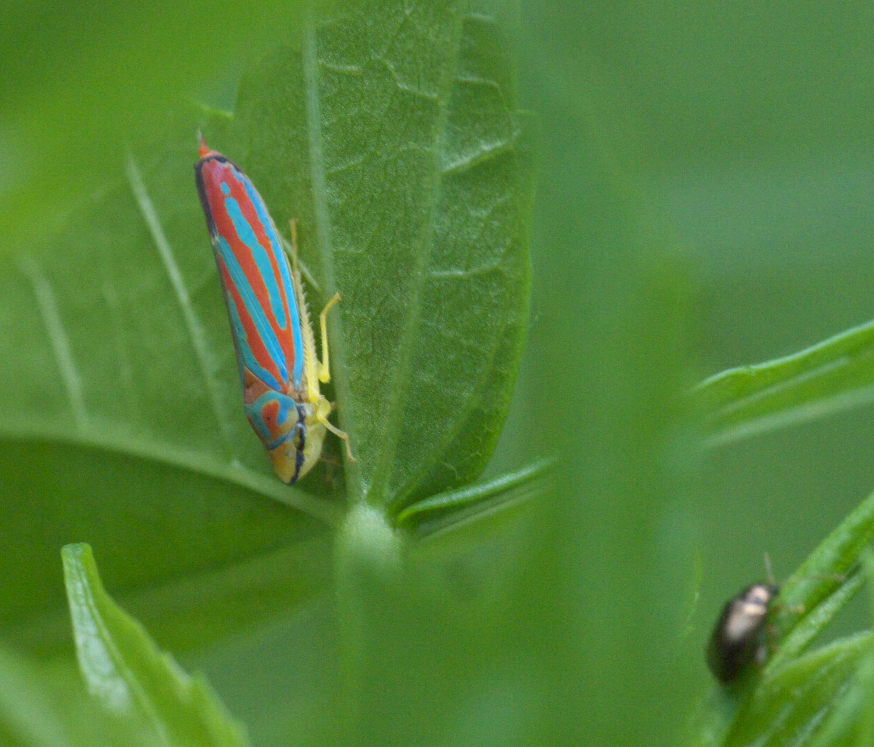 Graphocephala coccinea (Forster & J. R. 1771)的圖片