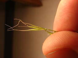 Image of rat's-tail fescue