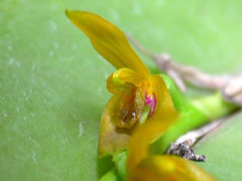 Image of Acianthera binotii (Regel) Pridgeon & M. W. Chase